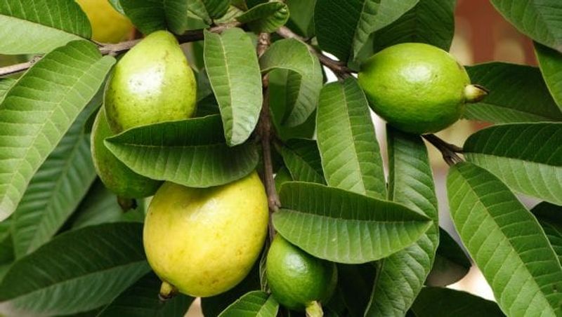 Home remedies for tooth pain