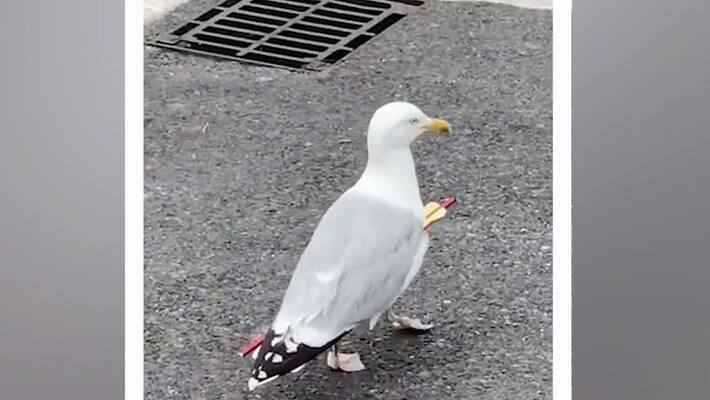 sea gull living with an arrow piercing the chest sea gull living with an arrow piercing the chest