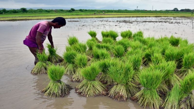 PM Fasal Bima Yojana, 31 July is last date for crop insurance scheme MJA