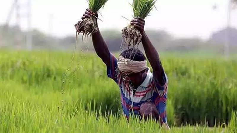 PM Fasal Bima Yojana, 31 July is last date for crop insurance scheme MJA