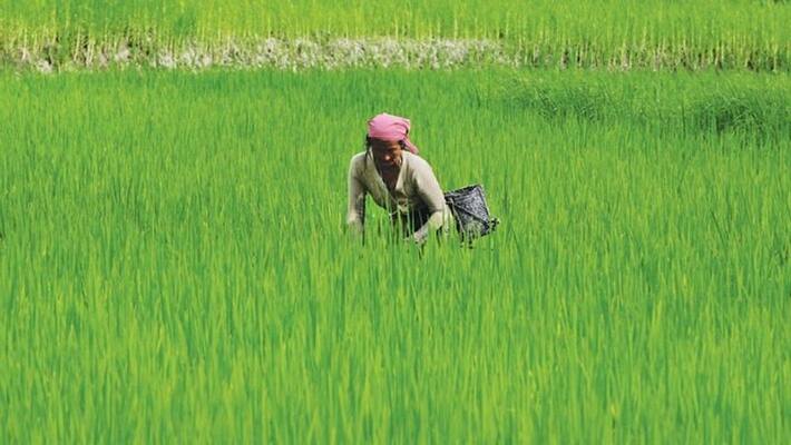 Farmers Shows Interest in crop insurance schemes After Rain Farmers Shows Interest in crop insurance schemes After Rain