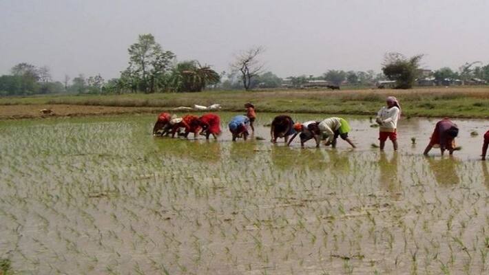 number of farmers register in PMFBY Decline in chikkaballapur snr number of farmers register in PMFBY Decline in chikkaballapur snr