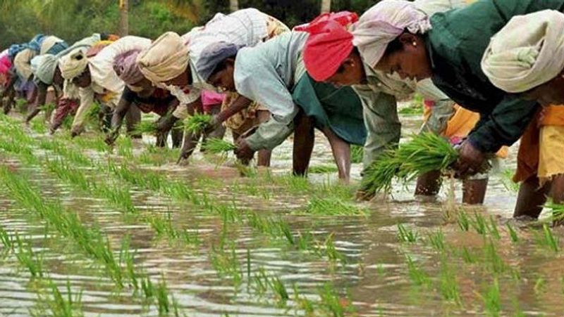 PM Fasal Bima Yojana, 31 July is last date for crop insurance scheme MJA