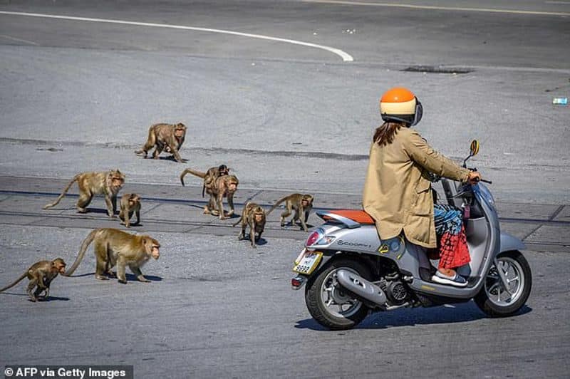 Monkeys have taken control over Lopburi