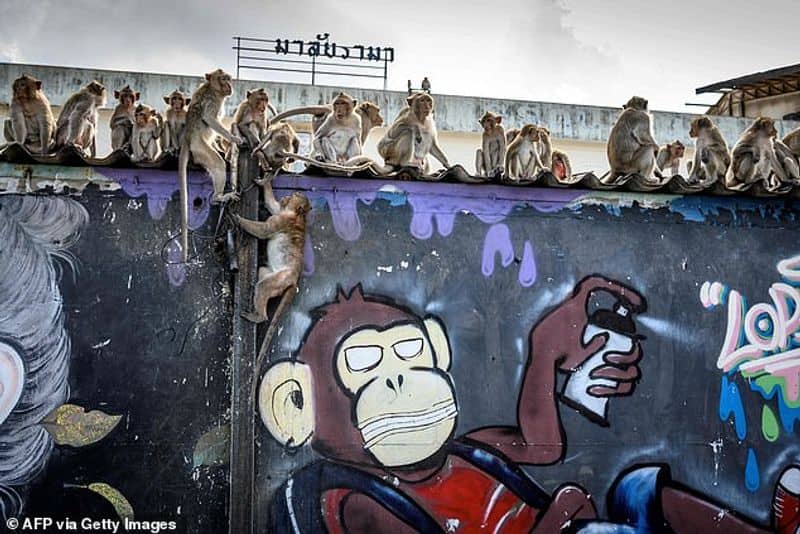 Monkeys have taken control over Lopburi