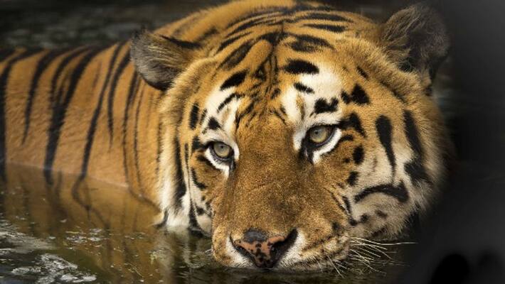 2 forest official attacked by Tiger 2 forest official attacked by Tiger