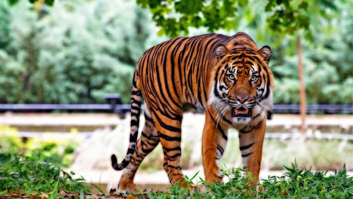 Fisherman killed in tiger attack at Sundarban ASB Fisherman killed in tiger attack at Sundarban ASB