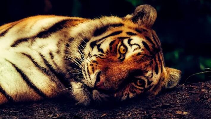man alleges nilambur estate management killed three tigers man alleges nilambur estate management killed three tigers