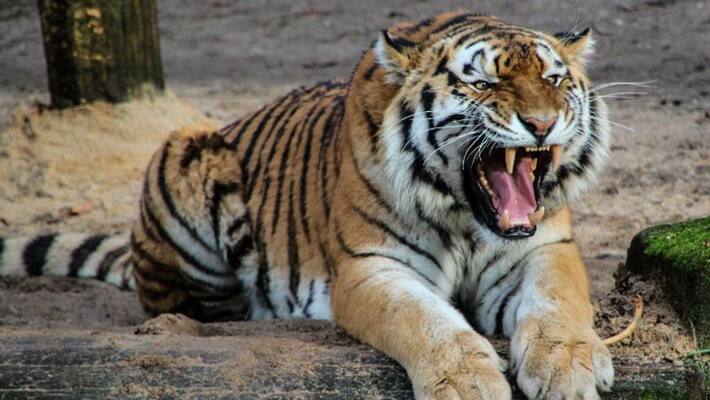 anonymous forest guard complaint claims senior forest officers cut off tigers moustache for amulet in rajasthan anonymous forest guard complaint claims senior forest officers cut off tigers moustache for amulet in rajasthan