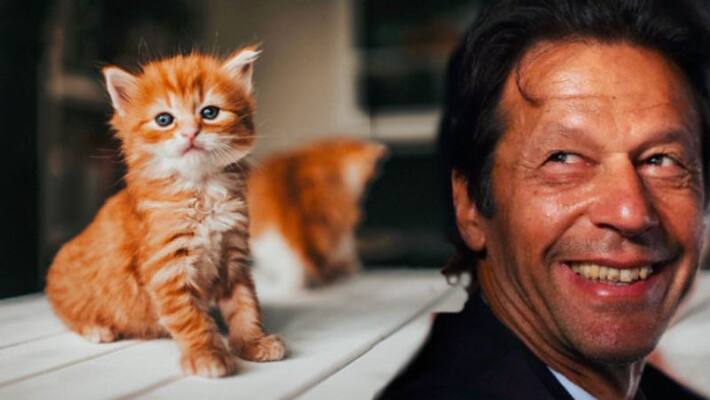 15-year-old Pakistan boy and his friends gangrape a kitten to death in Lahore ALB 15-year-old Pakistan boy and his friends gangrape a kitten to death in Lahore ALB