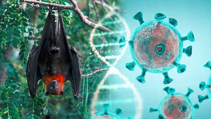 New Coronavirus Circulated Unnoticed In Bats For Decades: Study New Coronavirus Circulated Unnoticed In Bats For Decades: Study