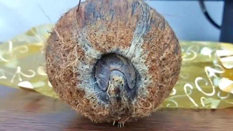 Doing these 4 remedies of coconut on Rakshabandhan may solve finacial problems KPI