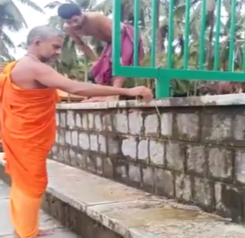 Pejawar vishwa theertha sri catches snake easily