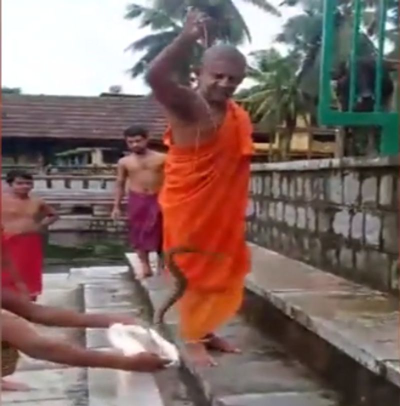 Pejawar vishwa theertha sri catches snake easily
