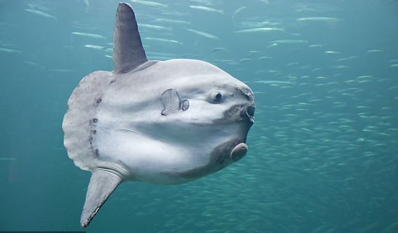 A giant 6 feet alien creature came out from the depths of the sea making people scream at australian beach kph