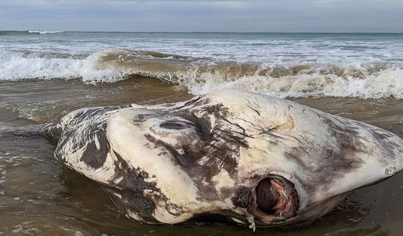 A giant 6 feet alien creature came out from the depths of the sea making people scream at australian beach kph