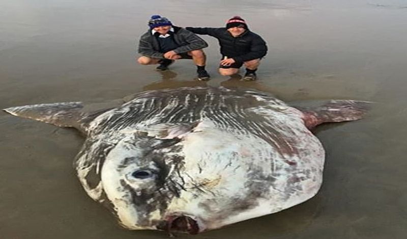 A giant 6 feet alien creature came out from the depths of the sea making people scream at australian beach kph