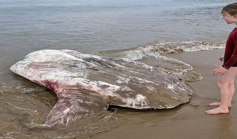 A giant 6 feet alien creature came out from the depths of the sea making people scream at australian beach kph