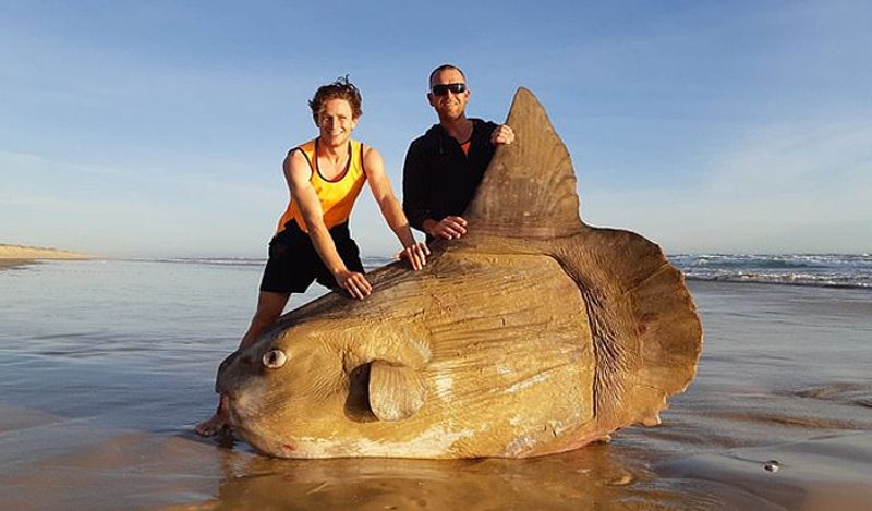 A giant 6 feet alien creature came out from the depths of the sea making people scream at australian beach kph