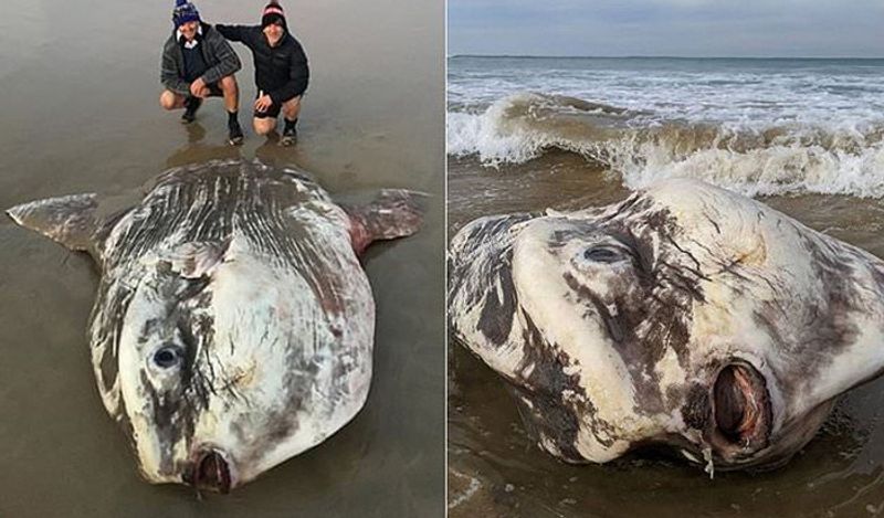 A giant 6 feet alien creature came out from the depths of the sea making people scream at australian beach kph