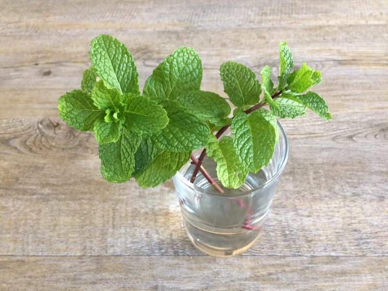 drink boiled water with mint leaves the benefits are many
