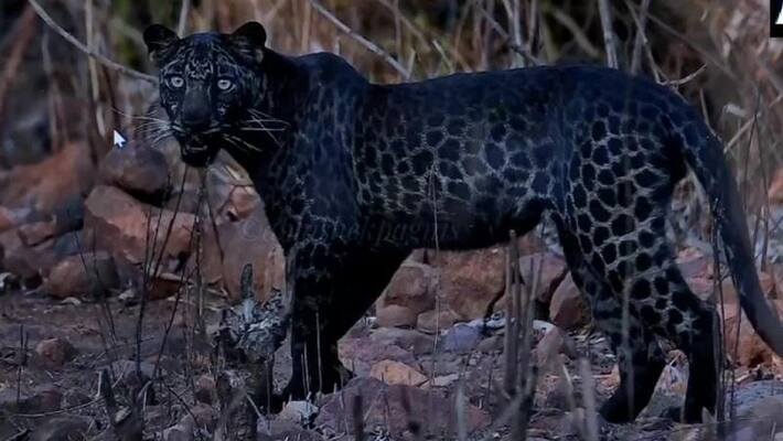 jaipur news rajsamand district house CCTV video captured panther entering colony hunt a dog and return to forest sca jaipur news rajsamand district house CCTV video captured panther entering colony hunt a dog and return to forest sca