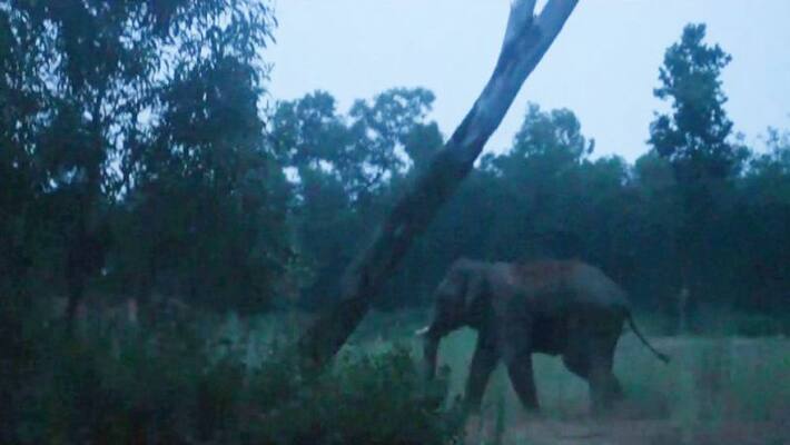 Elephant kills a farmer in Midnapore Elephant kills a farmer in Midnapore