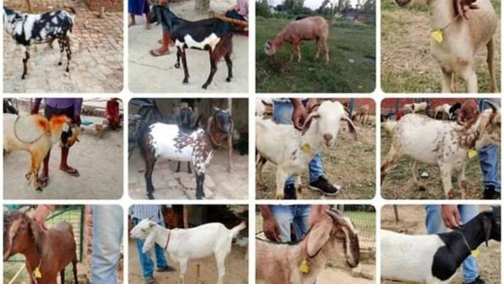 madhya pradesh news online sell of goat for kurbani bakra eid kpr madhya pradesh news online sell of goat for kurbani bakra eid kpr