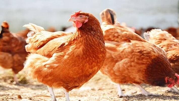 Corona in chickens from Brazil, Chinese disease control officials shocked. Corona in chickens from Brazil, Chinese disease control officials shocked.