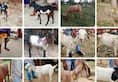 Goats being sold online for Eid in Madhya Pradesh
