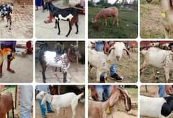 Goats being sold online for Eid in Madhya Pradesh