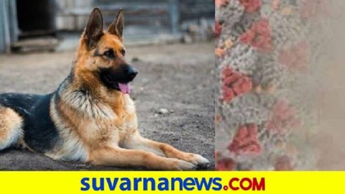 First dog was tested covid 19 positive in US died after fighting disease First dog was tested covid 19 positive in US died after fighting disease