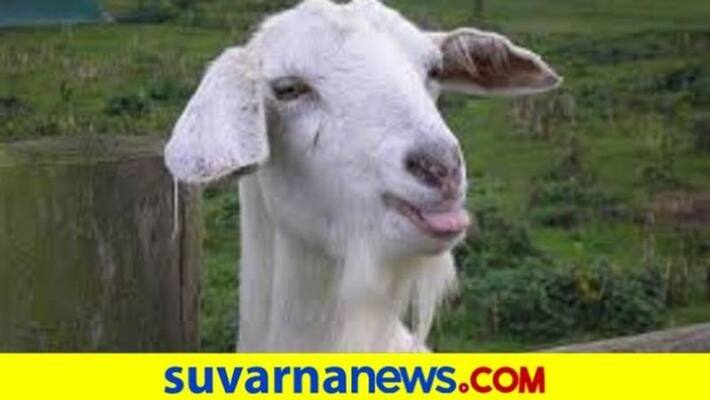 Man travel 250 KM For Sheep Delivery snr Man travel 250 KM For Sheep Delivery snr