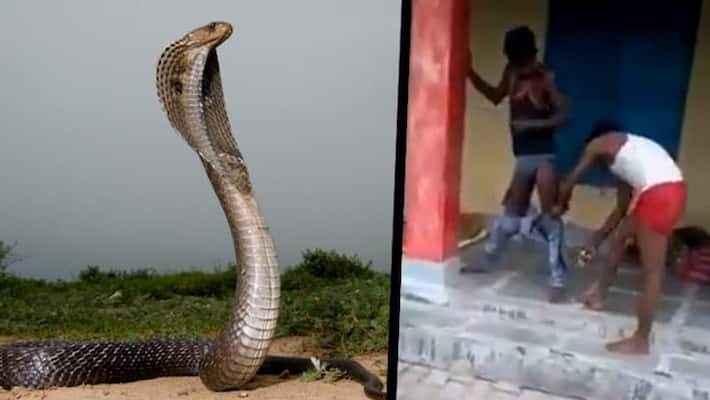 Cobra Snake Enters Man Pants While He Was Sleeping in Uttar Pradesh Mirzapur BSS Cobra Snake Enters Man Pants While He Was Sleeping in Uttar Pradesh Mirzapur BSS
