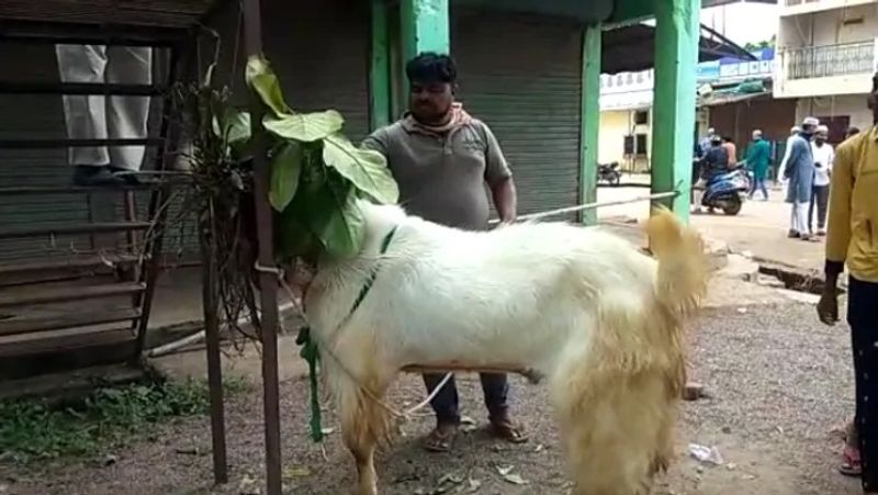 chhattisgarh news celebration of bakra eid this goat is 160 kg and 8 feet long kpr