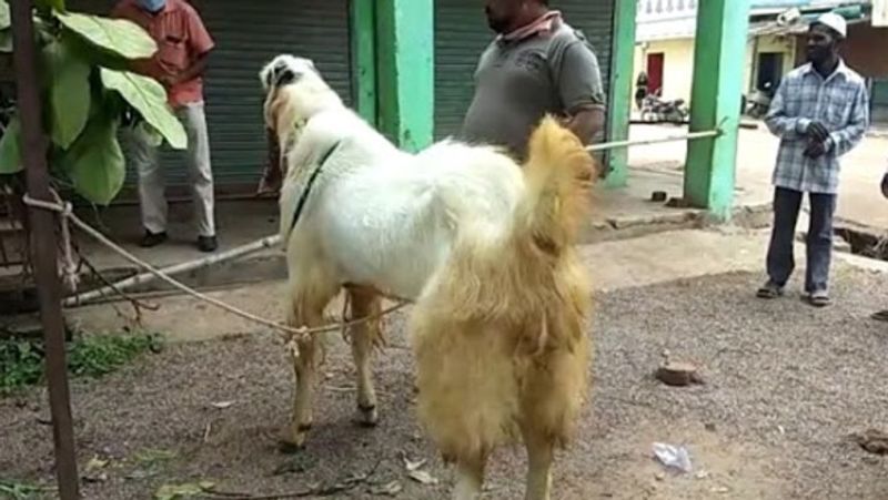 chhattisgarh news celebration of bakra eid this goat is 160 kg and 8 feet long kpr