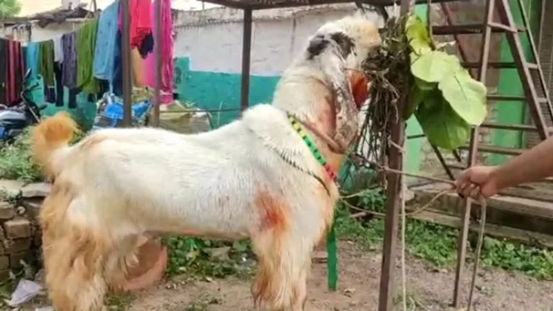 chhattisgarh news celebration of bakra eid this goat is 160 kg and 8 feet long kpr