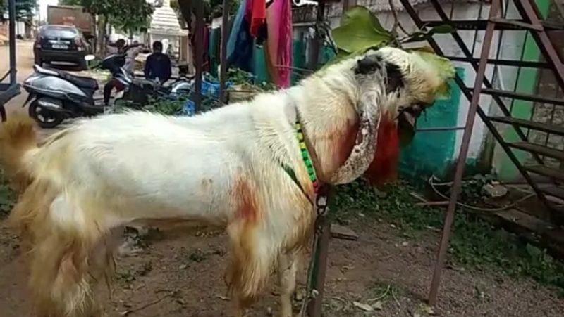 chhattisgarh news celebration of bakra eid this goat is 160 kg and 8 feet long kpr