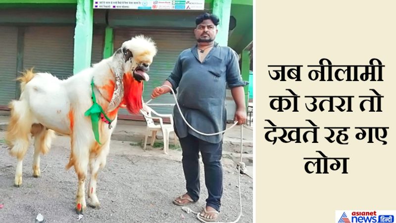 chhattisgarh news celebration of bakra eid this goat is 160 kg and 8 feet long kpr