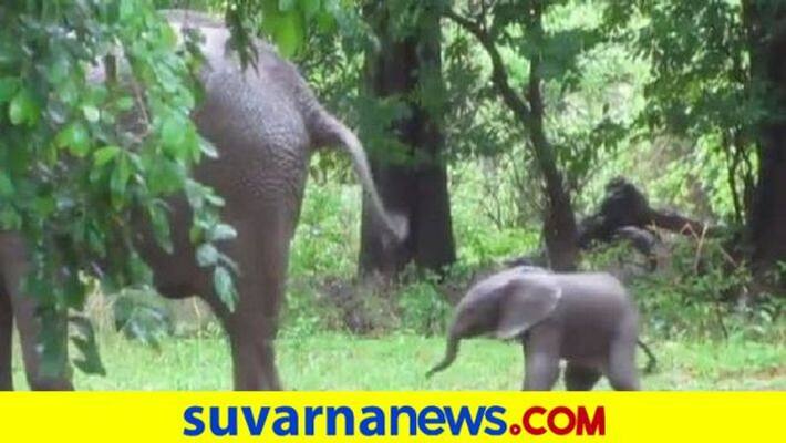 Birth of a male elephant in Bannerghatta Biological Park in Bengaluru Birth of a male elephant in Bannerghatta Biological Park in Bengaluru