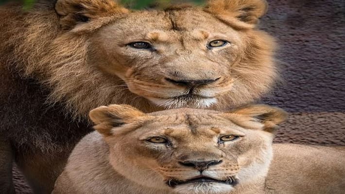 World Lion Day: Know quick facts about king of the jungle World Lion Day: Know quick facts about king of the jungle