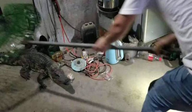 man heard voices coming inside bed at midnight got heart attack discovering giant beast kph