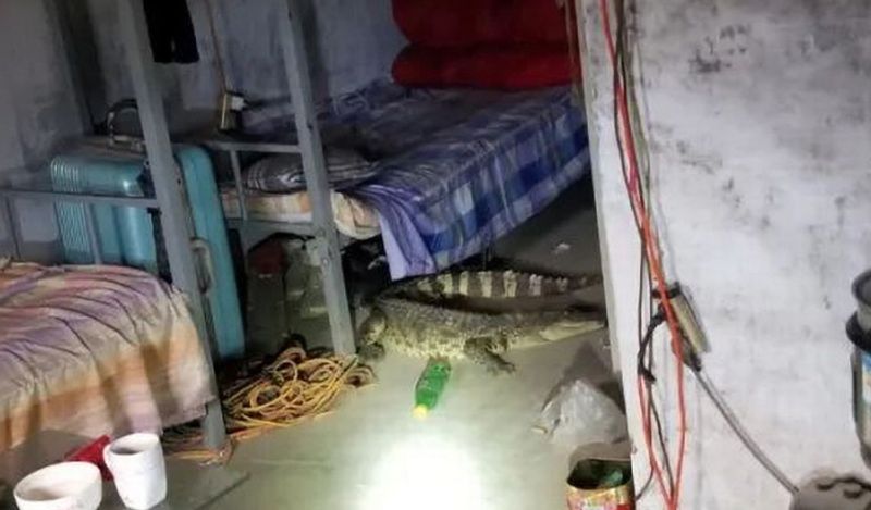 man heard voices coming inside bed at midnight got heart attack discovering giant beast kph