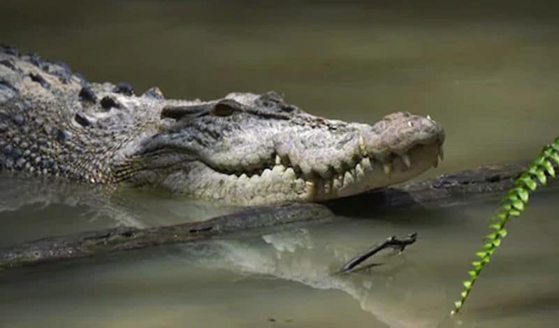 man heard voices coming inside bed at midnight got heart attack discovering giant beast kph
