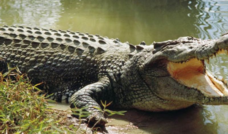 man heard voices coming inside bed at midnight got heart attack discovering giant beast kph