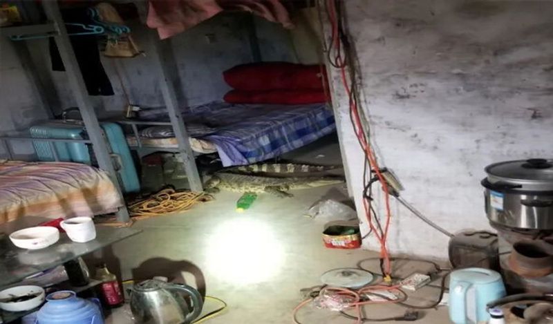 man heard voices coming inside bed at midnight got heart attack discovering giant beast kph