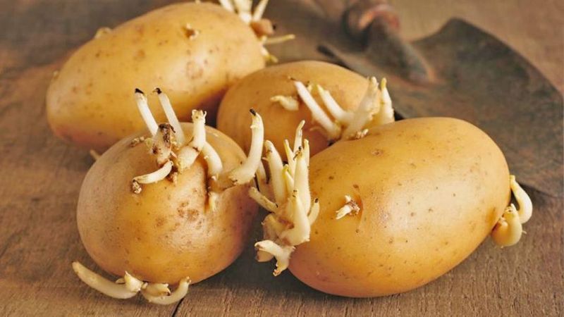 Sprouted potato is bad for health