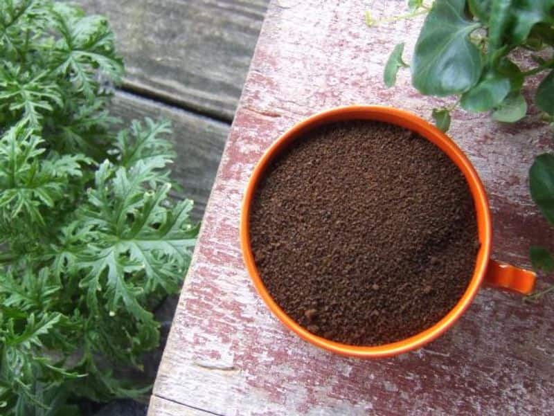 coffee grounds for your garden