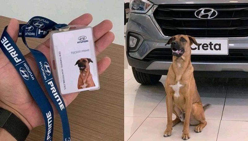 a dog get gaurd job at hyundai showroom in ghaziabad misleading post viral know truth kpt