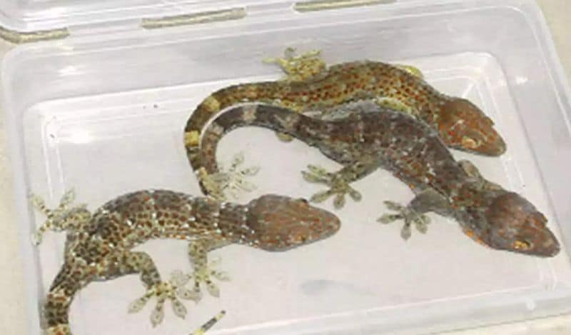 how to remove lizards from home naturally